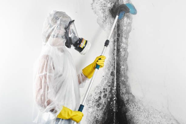 Mold Remediation for Rental Properties in Jewett City, CT
