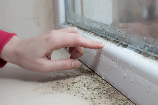 Best Asbestos and Lead Testing During Mold Inspection  in Jewett City, CT